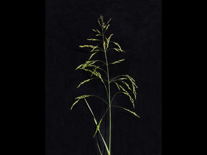 Pâturin marais (Poa palustris)_1