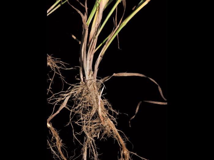 Pâturin marais (Poa palustris)_3