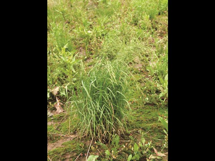 Pâturin marais (Poa palustris)_5