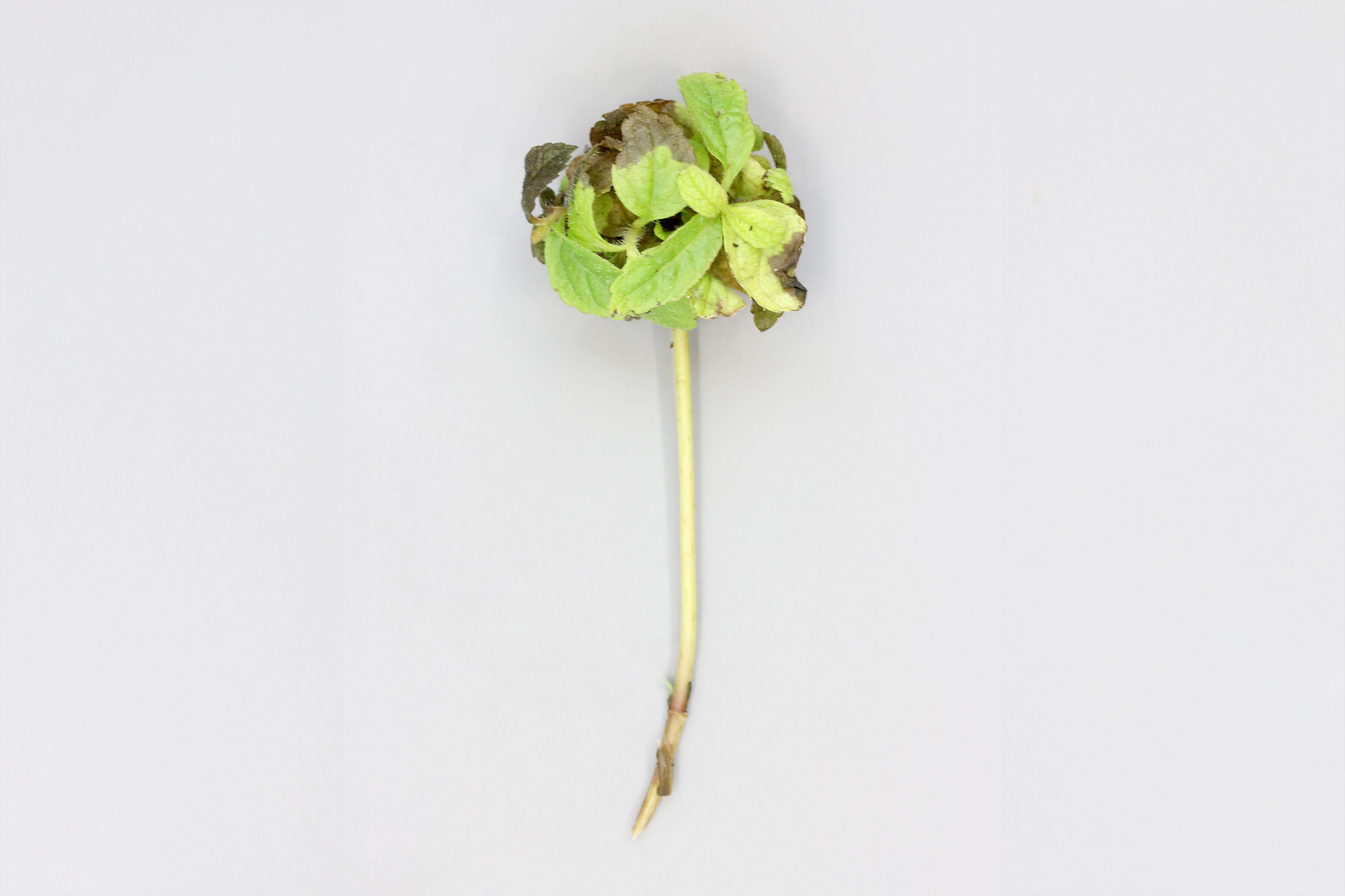 Eupatoires - Phytoplasme de la jaunisse de l'aster_1