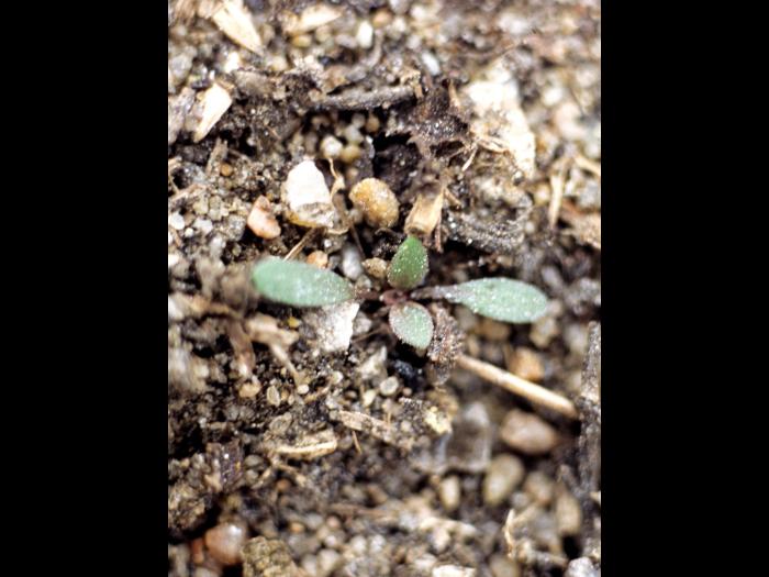 Lépidie densiflore (Lepidium densiflorum)_5