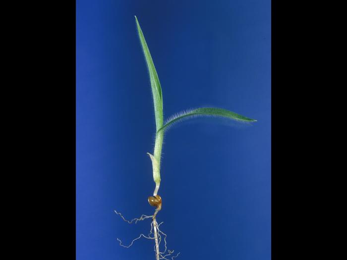 Panic millet (Panicum miliaceum)_5