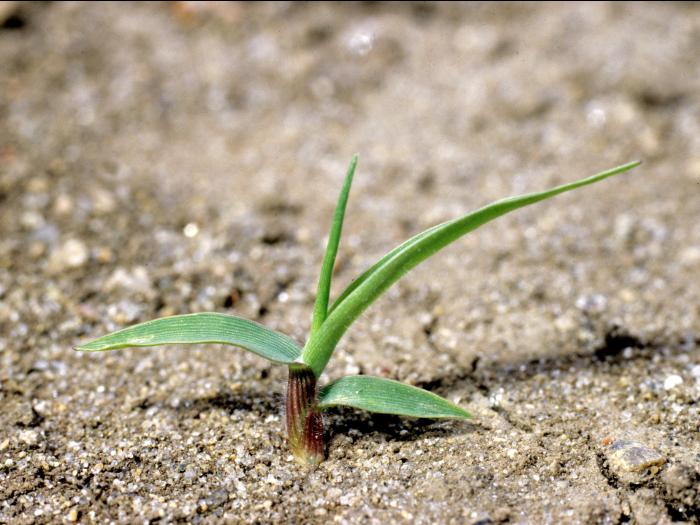 Panic automne (Panicum dichotomiflorum)_2
