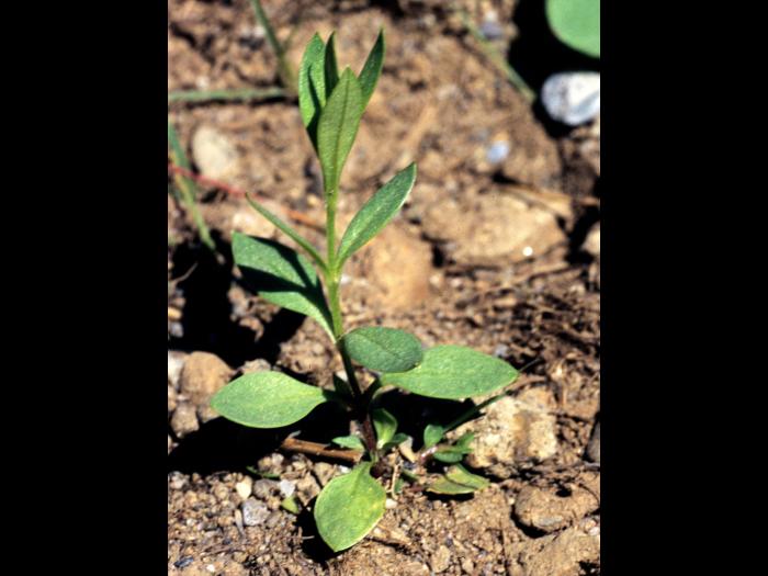 Stellaire à feuilles de graminée(Stellaria graminea)_2