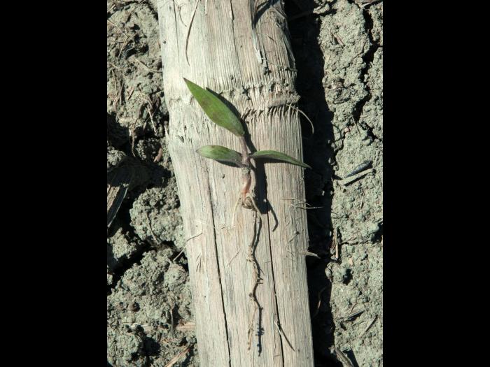 Ériochloé velue (Eriochloa villosa)_4