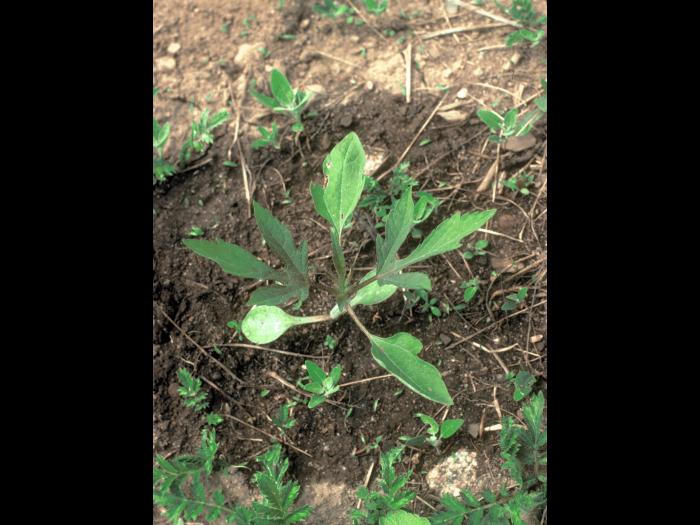 Grande herbe à poux (Ambrosia trifida)_10
