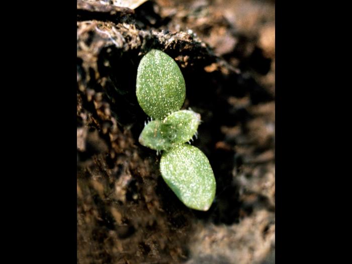 Céraiste vulgaire(Cerastium fontanum)_5