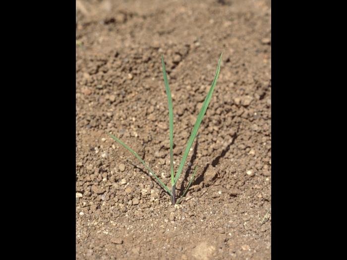 Agrostide blanche(Agrostis gigantea)_14