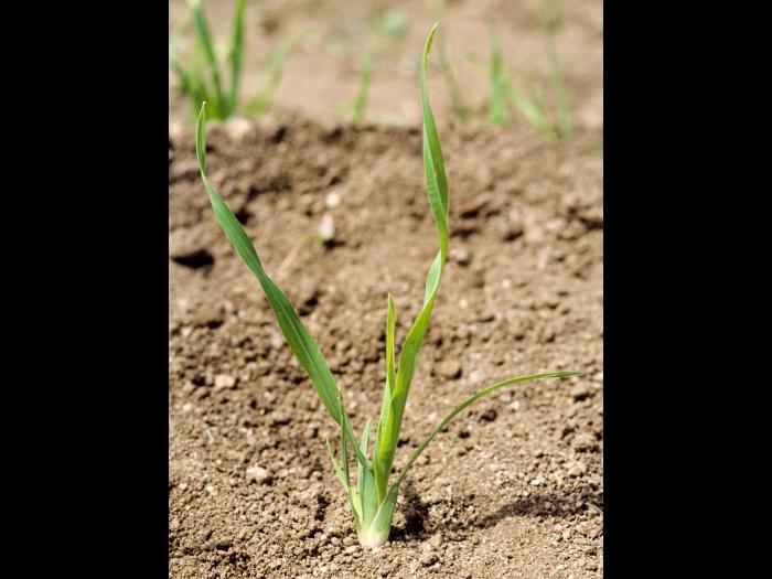 Dactyle pelotonné(Dactylis glomerata)_1