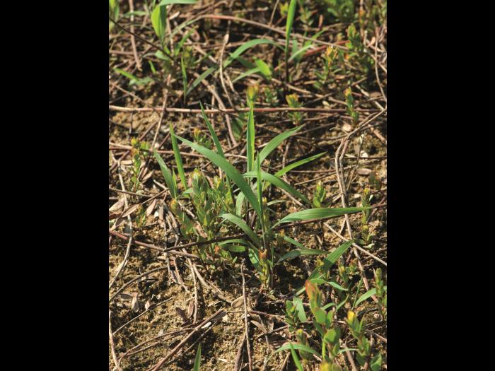 Muhlenbergie feuillée (Muhlenbergia frondosa)_7