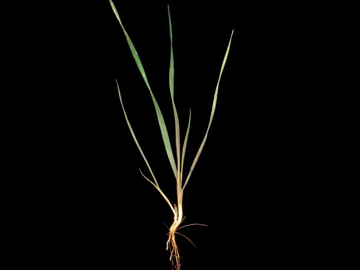 Orge queue-écureuil (Hordeum jubatum)_2