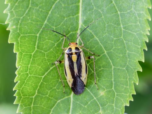 Punaise à quatre raies (Poecilocapsus lineatus_1