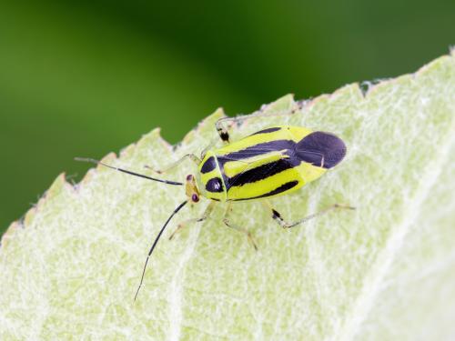 Punaise à quatre raies (Poecilocapsus lineatus_2