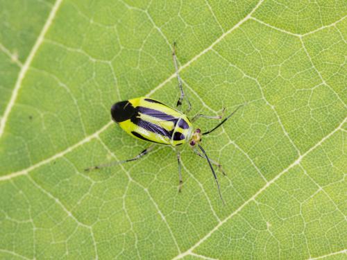 Punaise à quatre raies (Poecilocapsus lineatus_3