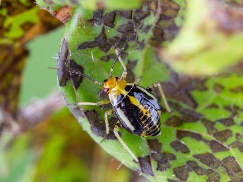 Punaise à quatre raies (Poecilocapsus lineatus_4