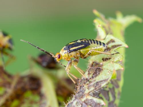 Punaise à quatre raies (Poecilocapsus lineatus_5