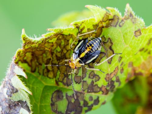 Punaise à quatre raies (Poecilocapsus lineatus_6