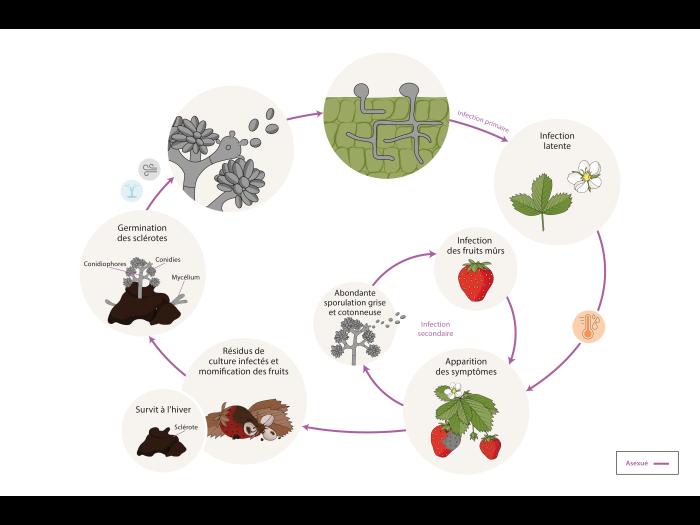 Botrytis cinerea - Cycle de maladie