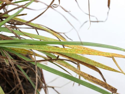 Gazons - Rouille couronnée (Puccinia coronata f.sp. avenae)