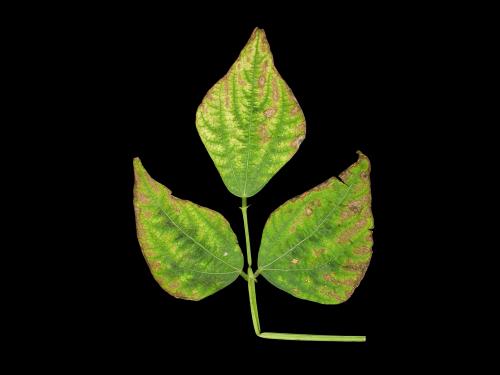 Haricot - Carence en potassium_2