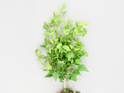 Hibiscus - Tache bactérienne (Pseudomonas syringae)_1