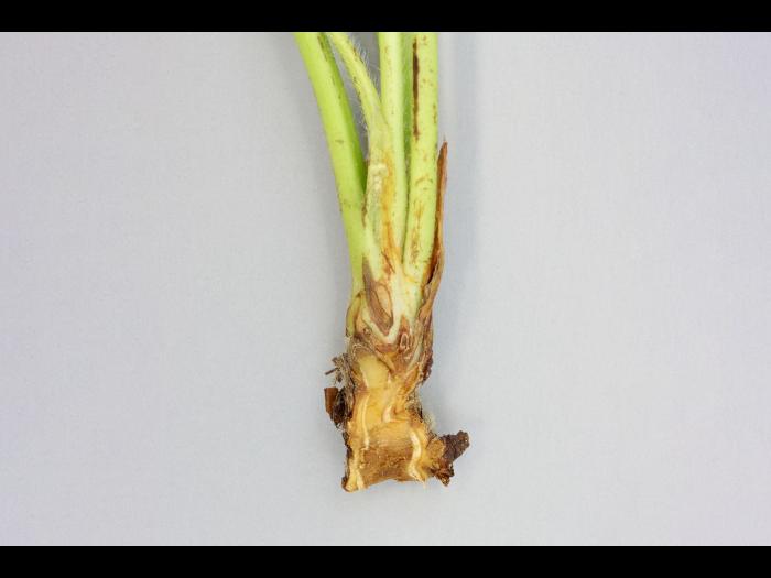 Fraise - Gel hivernal