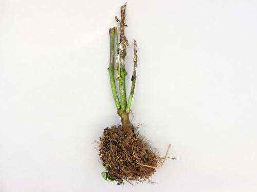 Poivron - Pourriture sclérotique (Sclerotinia sclerotiorum)