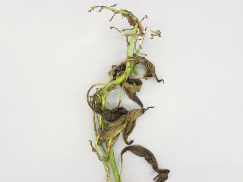 Poivron - Pourriture sclérotique (Sclerotinia sclerotiorum)