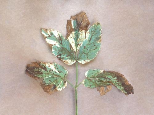 Herbes aux goutteux - Tache septorienne (Septoria sp.)