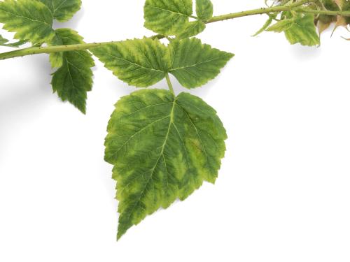 Framboise - Virus de la tache annulaire de la tomate (ToRSV)