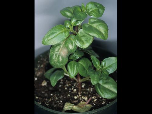 Fuchsias - Rouille (Pucciniastrum epilobii)