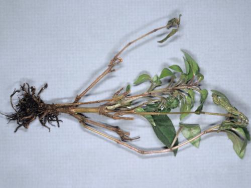 Fuchsias - Pourriture noire des racines (Berkeleyomyces basicola)