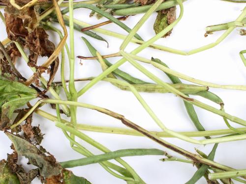 Haricot - Anthracnose (Colletotrichum lindemuthianum)_2