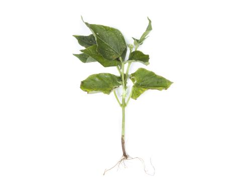 Haricot - Fusariose vasculaire (Fusarium oxysporum)_1