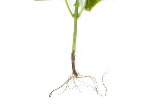 Haricot - Fusariose vasculaire (Fusarium oxysporum)_2