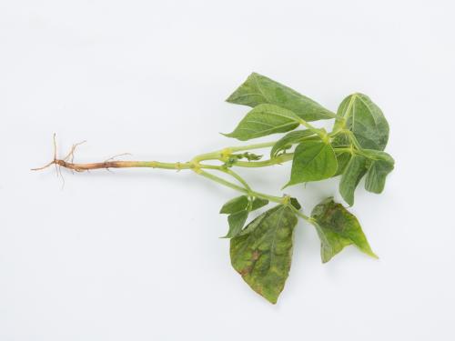 Haricot - Graisse bactérienne (Pseudomonas syringae pv. syringae)_3