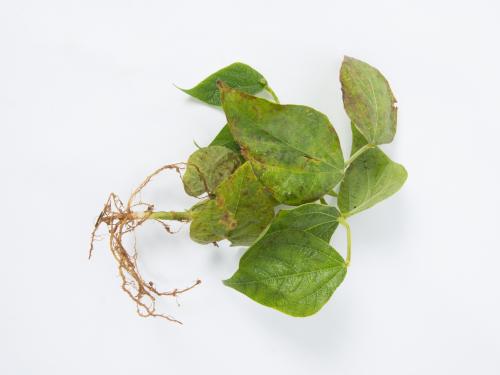Haricot - Graisse bactérienne (Pseudomonas syringae pv. syringae)_4