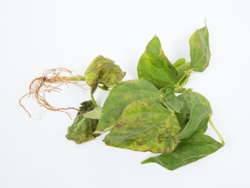 Haricot - Graisse bactérienne (Pseudomonas syringae pv. syringae)_5