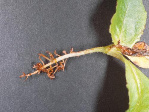 Laitues - Fonte des semis (Pythium spp.)