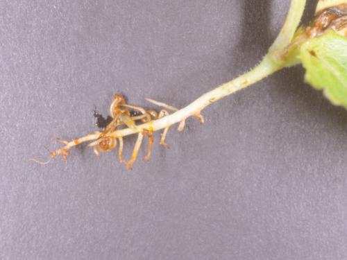 Laitues - Fonte des semis (Pythium sp.)