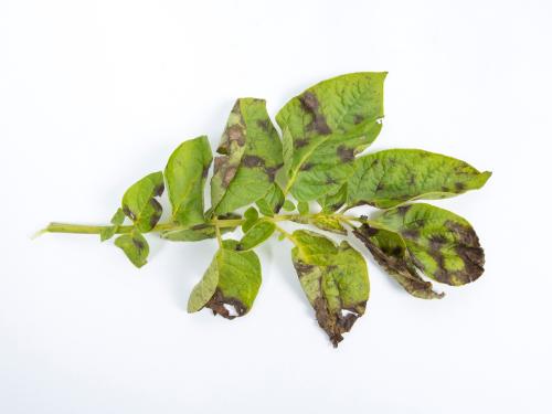 Pomme de terre - Maladies des taches brunes (Alternaria alternata)