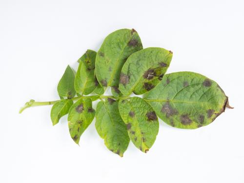 Pomme de terre - Maladies des taches brunes (Alternaria alternata)