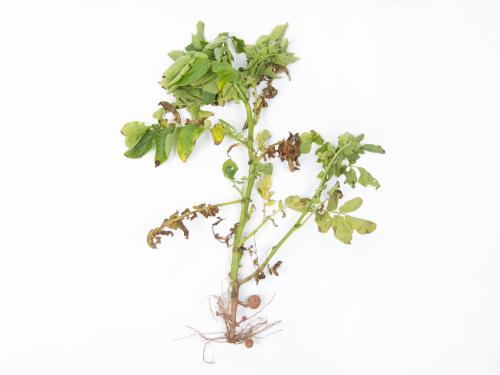 Pomme de terre - Verticilliose (Verticillium dahliae)