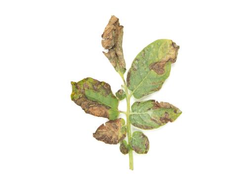 Pomme de terre - Brûlure hâtive (Alternaria solani)