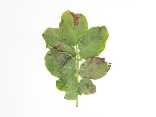 Pomme de terre - Brûlure hâtive (Alternaria solani)