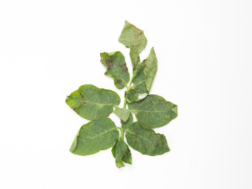 Pomme de terre - Brûlure hâtive (Alternaria solani)