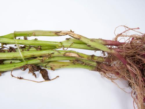 Pomme de terre - Dartrose (Colletotrichum coccodes)