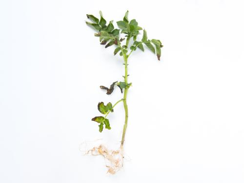 Pomme de terre - Fusariose vasculaire (Fusarium oxysporum)