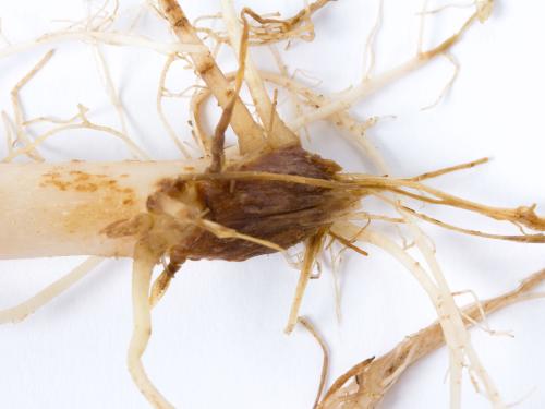 Pomme de terre - Fusariose vasculaire (Fusarium oxysporum)