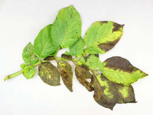 Pomme de terre - Verticilliose (Verticillium dahliae)